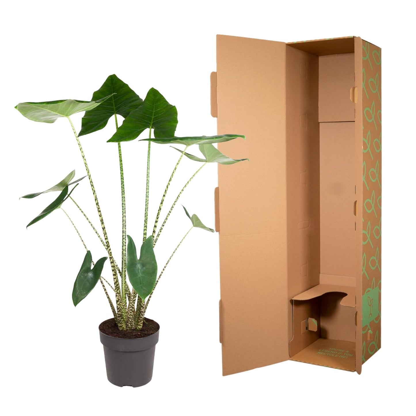 Pfeilblatt – Alocasia zebrina – 130 cm – Ø32 cm - Plantabulous