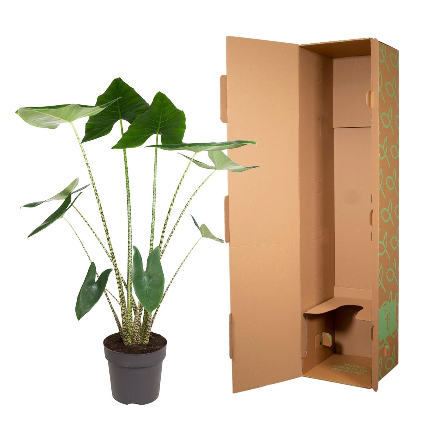 Pfeilblatt – Alocasia zebrina – 130 cm – Ø32 cm - Plantabulous