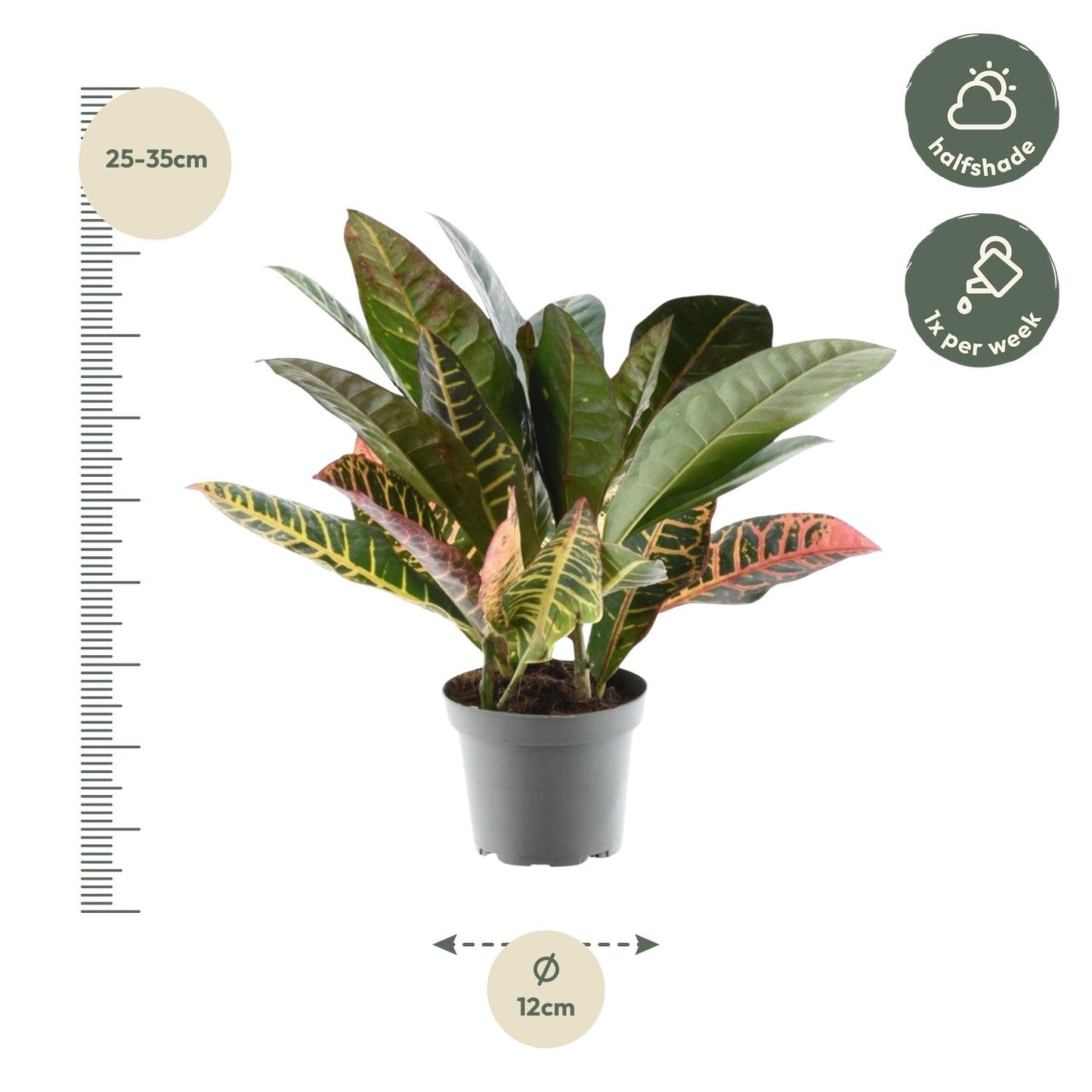 Kroton – Codiaeum variegatum 'Petra' – 30 cm – Ø12 cm - Plantabulous