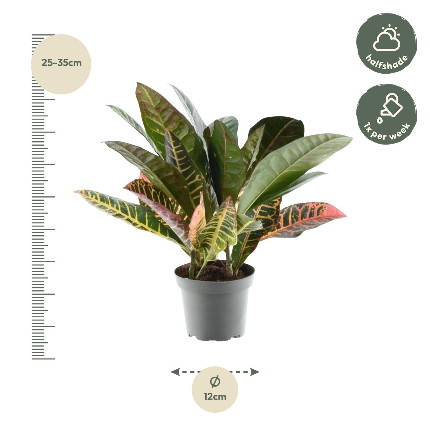 Kroton – Codiaeum variegatum 'Petra' – 30 cm – Ø12 cm - Plantabulous