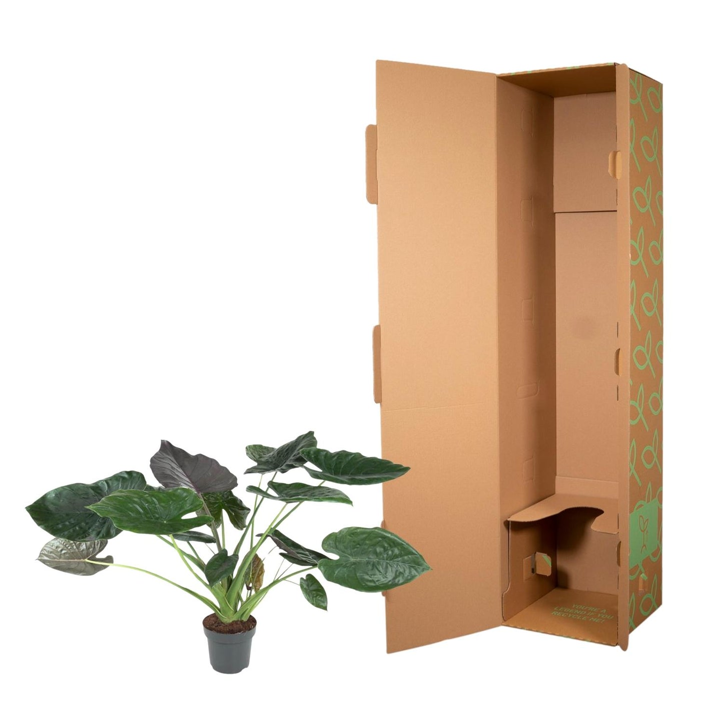Pfeilblatt – Alocasia wentii – 120 cm – Ø32 cm - Plantabulous