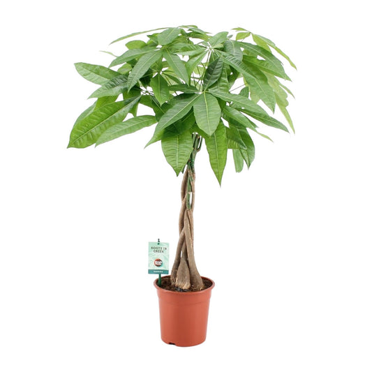 Pachira Aqautica - Ø19cm - ↕80cm - Plantabulous