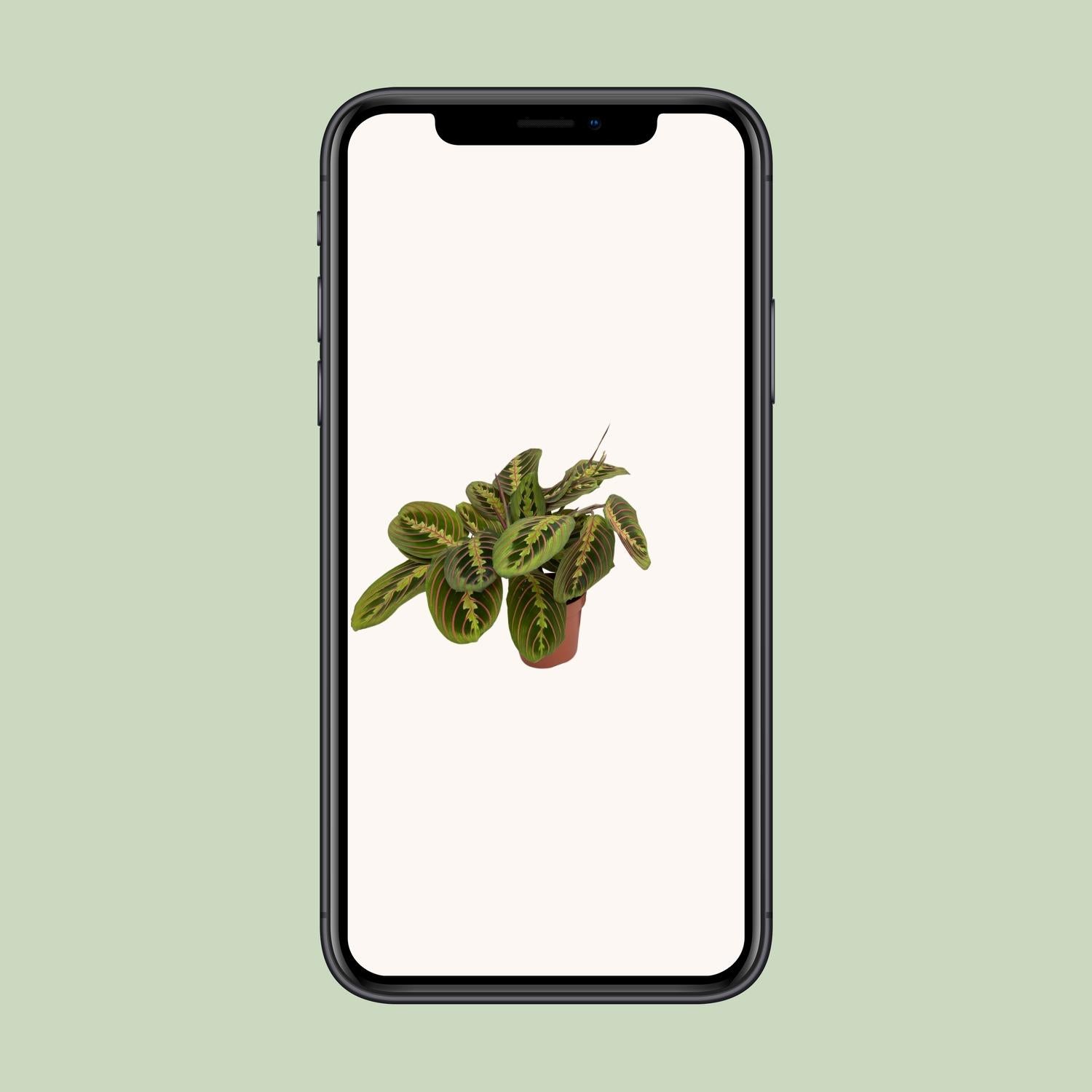 Pfeilwurz – Maranta leuconeura 'Fascinator' – 20 cm – Ø12 cm - Plantabulous