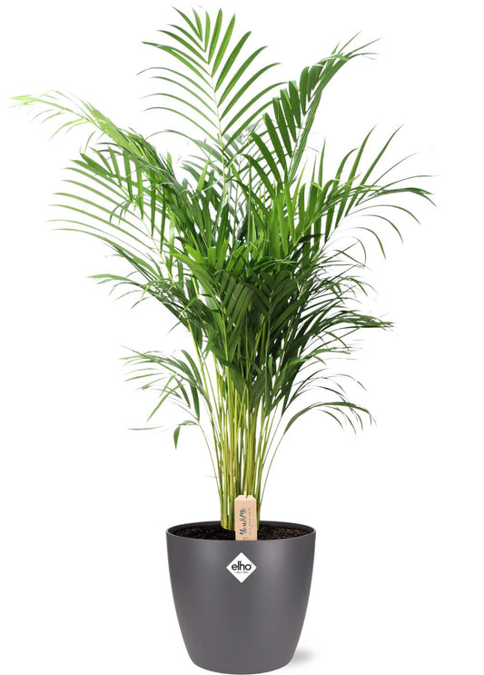 Dypsis Lutescens (Areca) - Ø24cm - ↕110cm + Pot Brussels D25x23cm - Anthrazit - Plantabulous