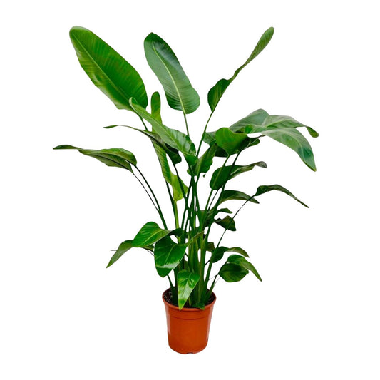 Baumstrelitzie – Strelitzia nicolai – 150 cm – Ø24 cm - Plantabulous