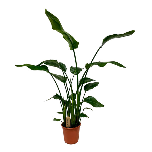 Strelitzia Nicolai - Ø21cm - ↕120cm - Plantabulous