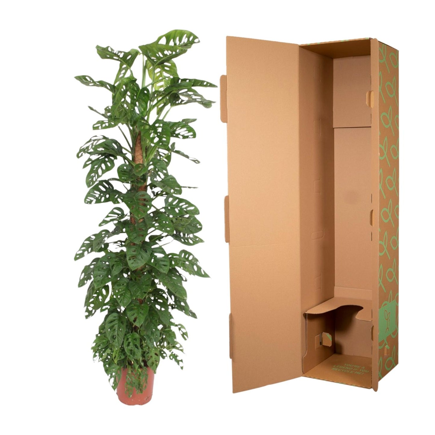 Fensterblatt am Moosstab – Monstera adansonii 'Monkey Leaf'  – 180 cm – Ø27 cm - Plantabulous