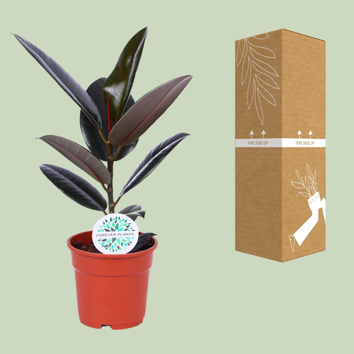 Ficus Elastica Abidjan - Ø17cm - ↕55cm - Plantabulous
