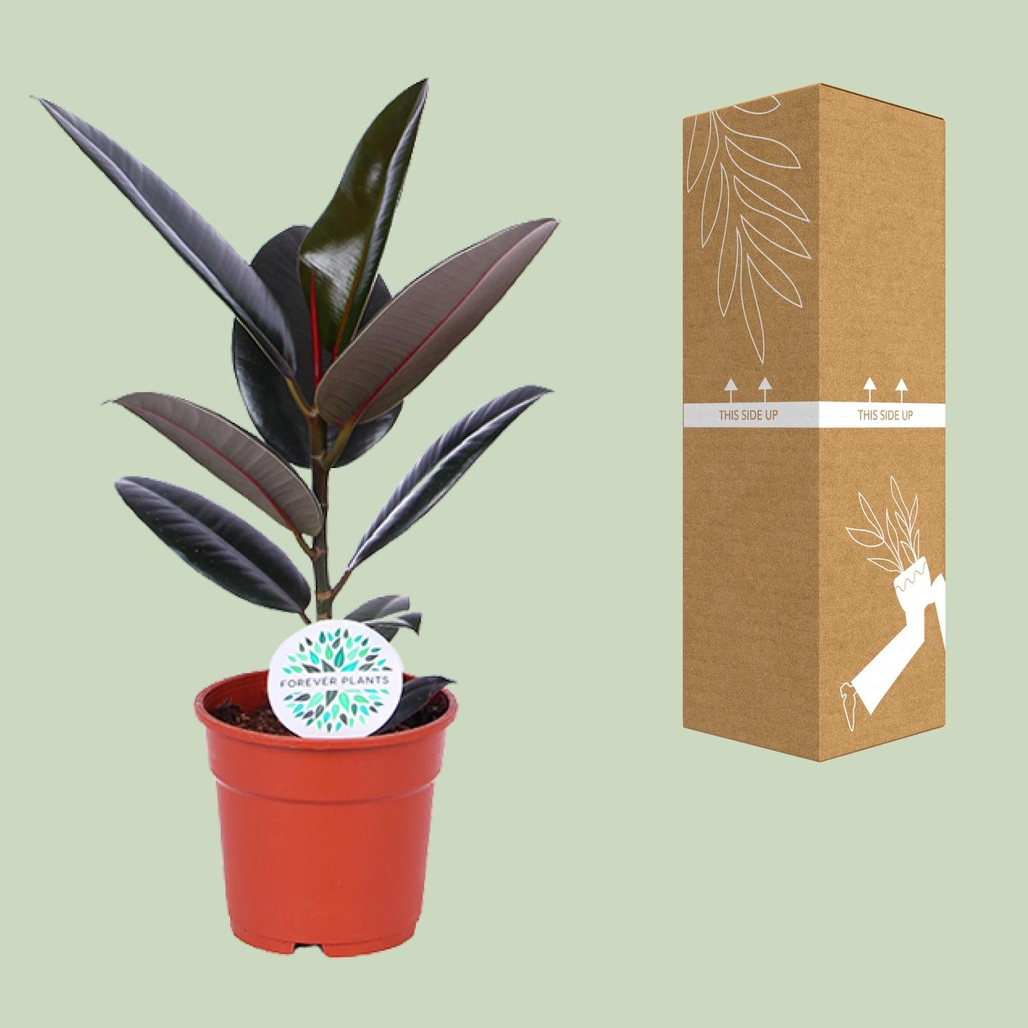 Ficus Elastica Abidjan - Ø17cm - ↕55cm - Plantabulous