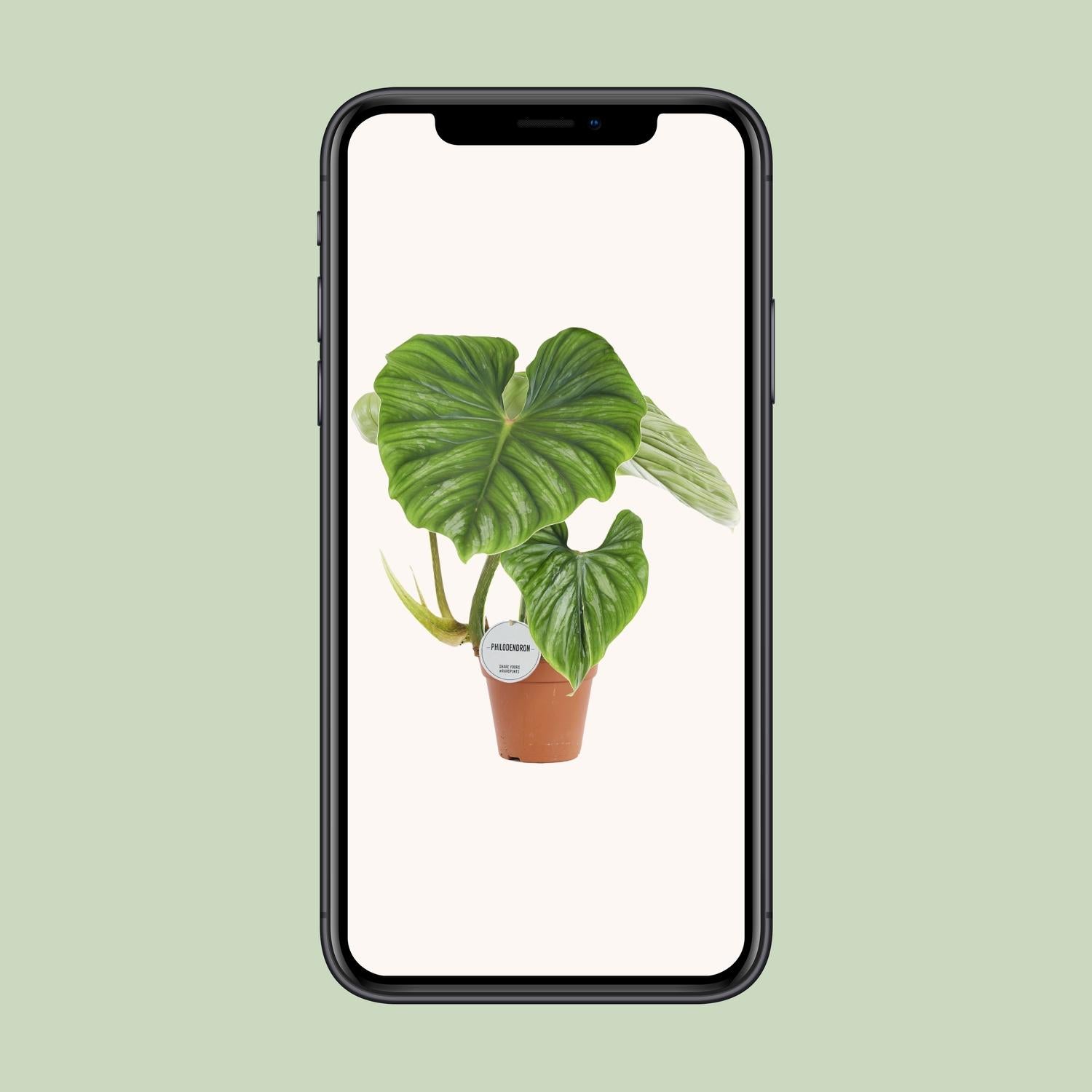 Philodendron Plowmanii - Ø15cm - ↕50cm - Plantabulous