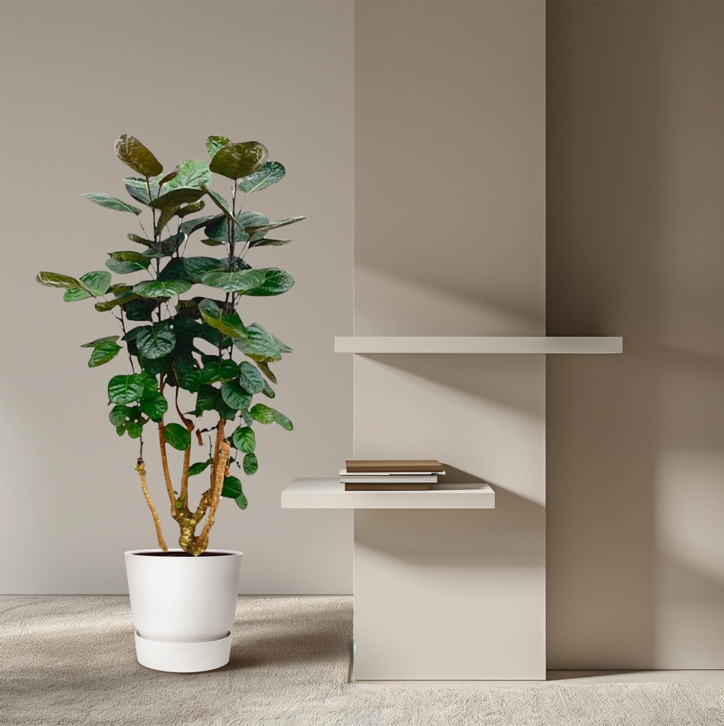 Aralienbaum – Polyscias scutellaria 'Fabian' – 130 cm – Ø24 cm - Plantabulous