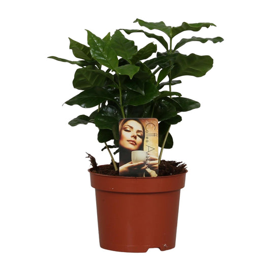 Kaffeepflanze – Coffea arabica – 25 cm – Ø12 cm - Plantabulous