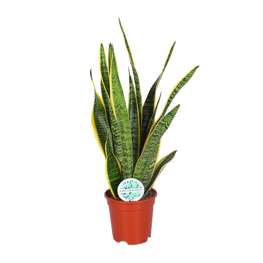 Sansevieria Trifasciata Laurentii - Ø17cm - ↕60cm - Plantabulous