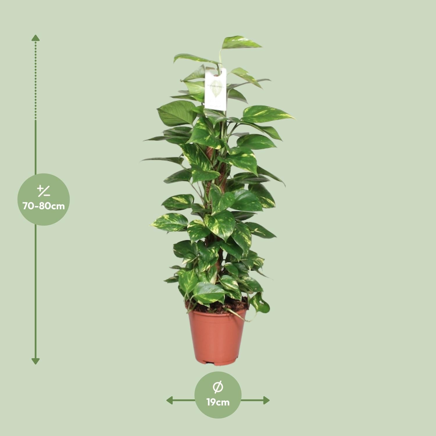Epipremnum Pinnatum Mosstok 80cm Scindapsus - Ø19cm - ↕80cm - Plantabulous