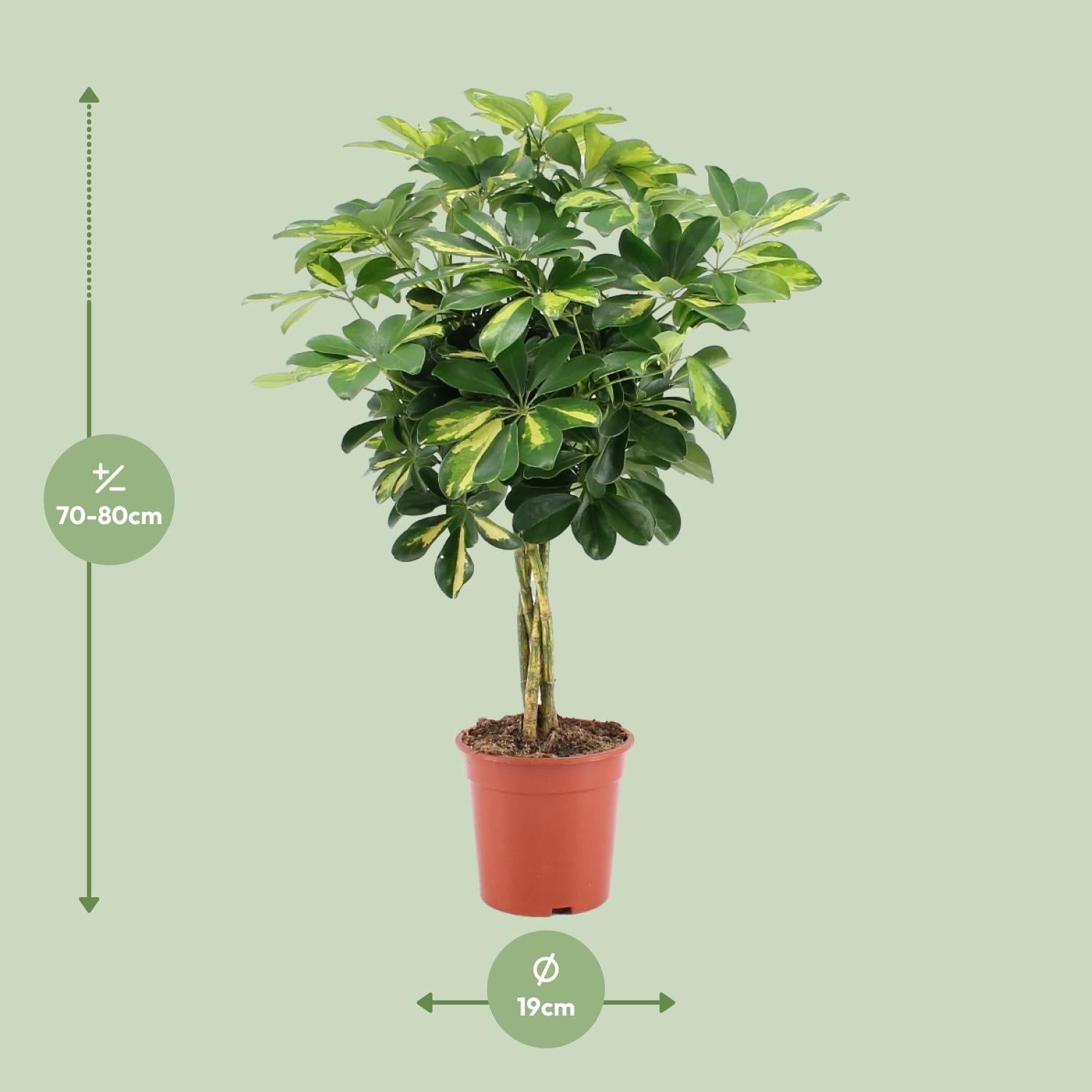 Schefflera Arboricola Gold Capella - Ø19cm - ↕75cm - Plantabulous