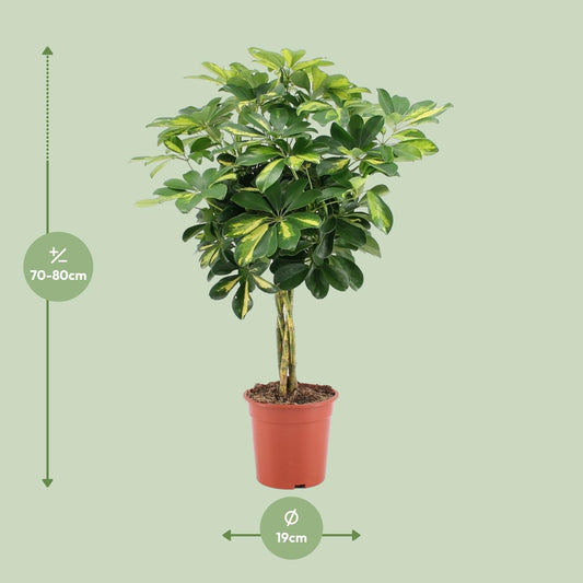 Schefflera Arboricola Gold Capella - Ø19cm - ↕75cm - Plantabulous