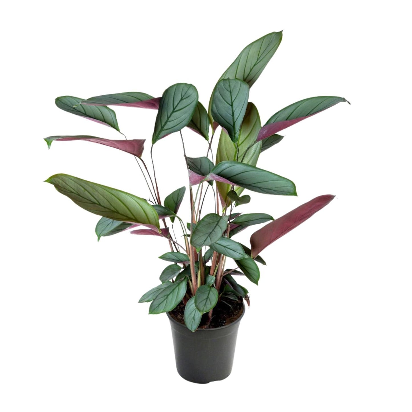 Ctenanthe Setosa - Ø17cm - ↕60cm - Plantabulous