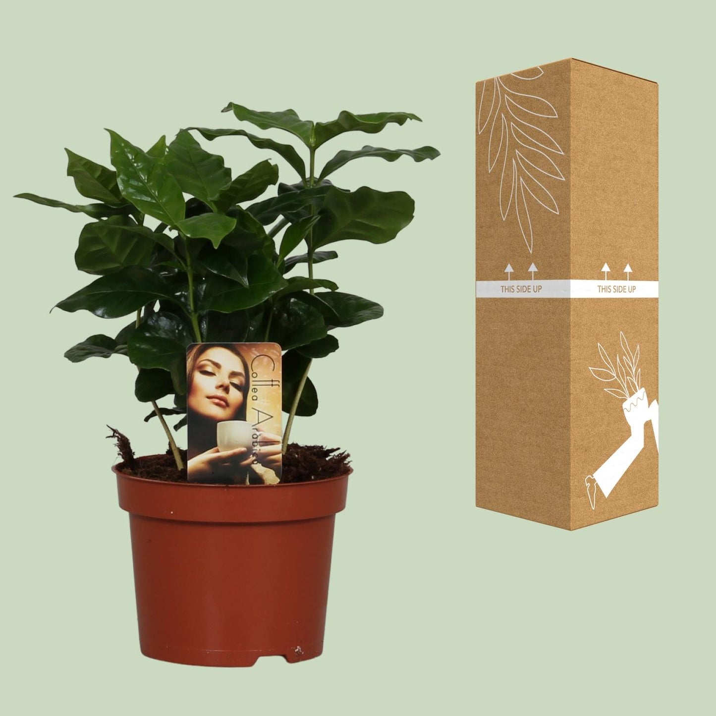 Kaffeepflanze – Coffea arabica – 25 cm – Ø12 cm - Plantabulous