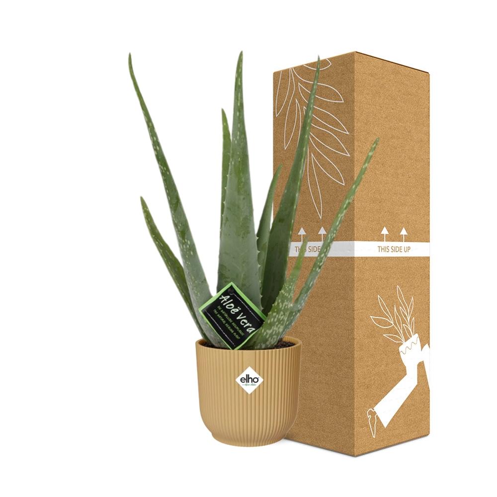 Aloe Vera 12cm in ELHO Vibes Fold 14cm geel - Plantabulous