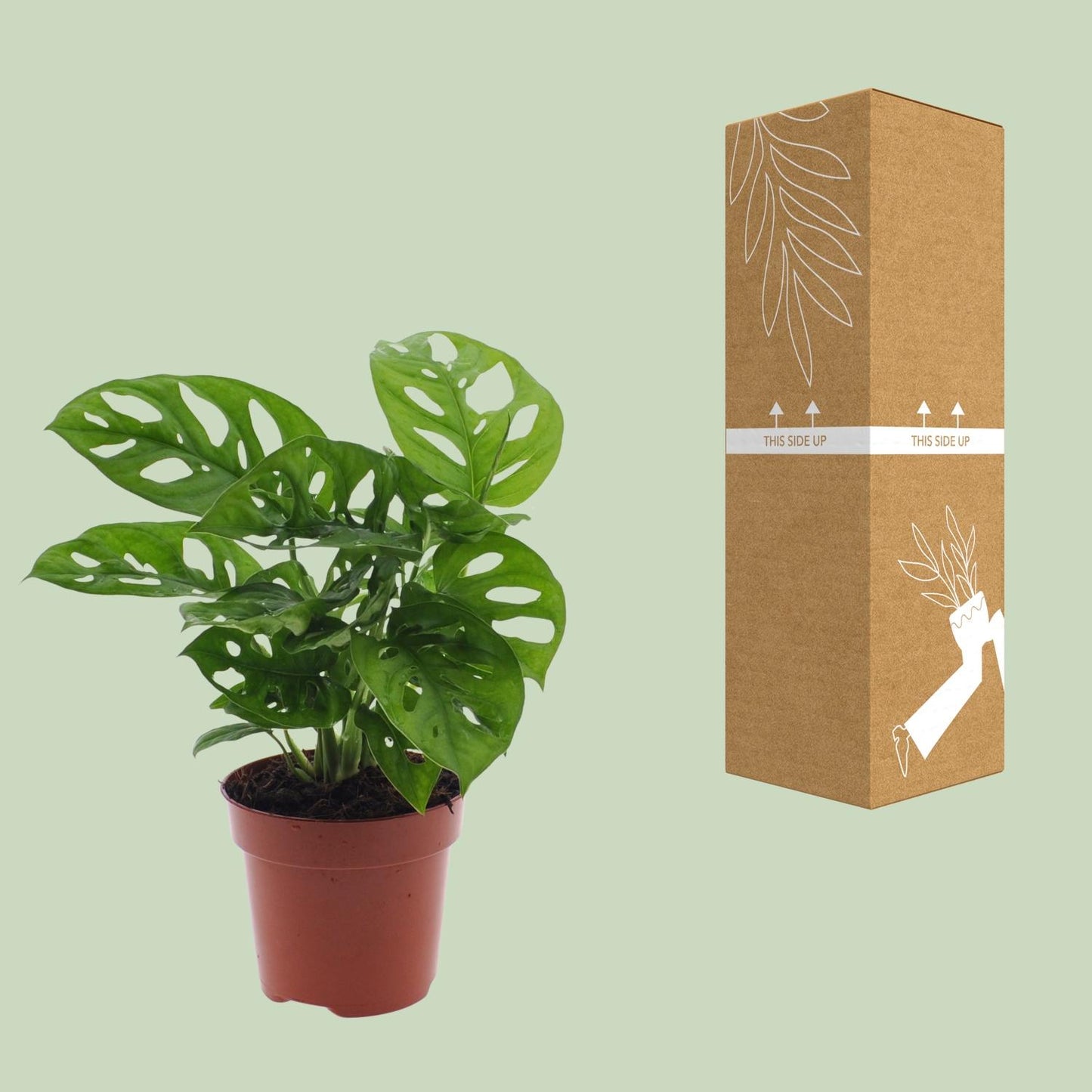 Fensterblatt – Monstera adansonii 'Monkey Leaf' – 30 cm – Ø12 cm - Plantabulous