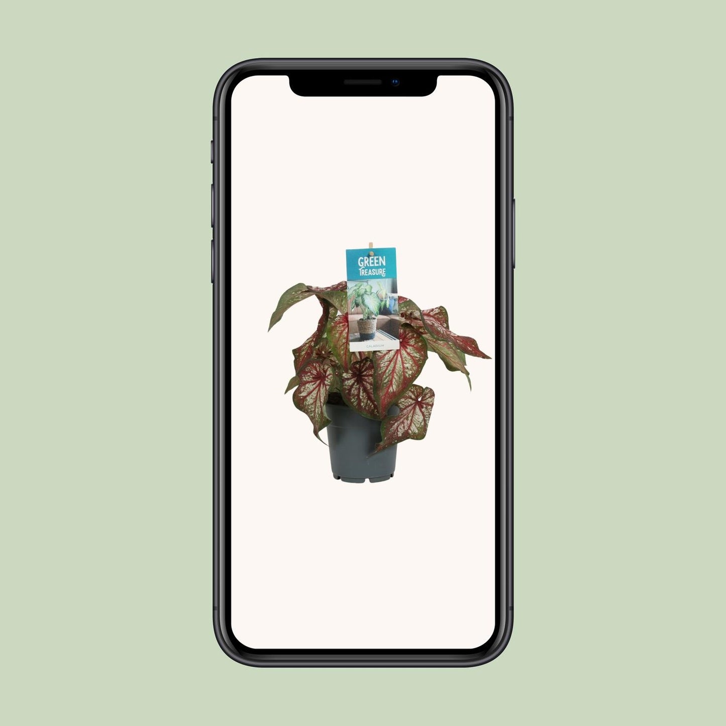 Caladium Bicolor - Ø12cm - ↑25cm