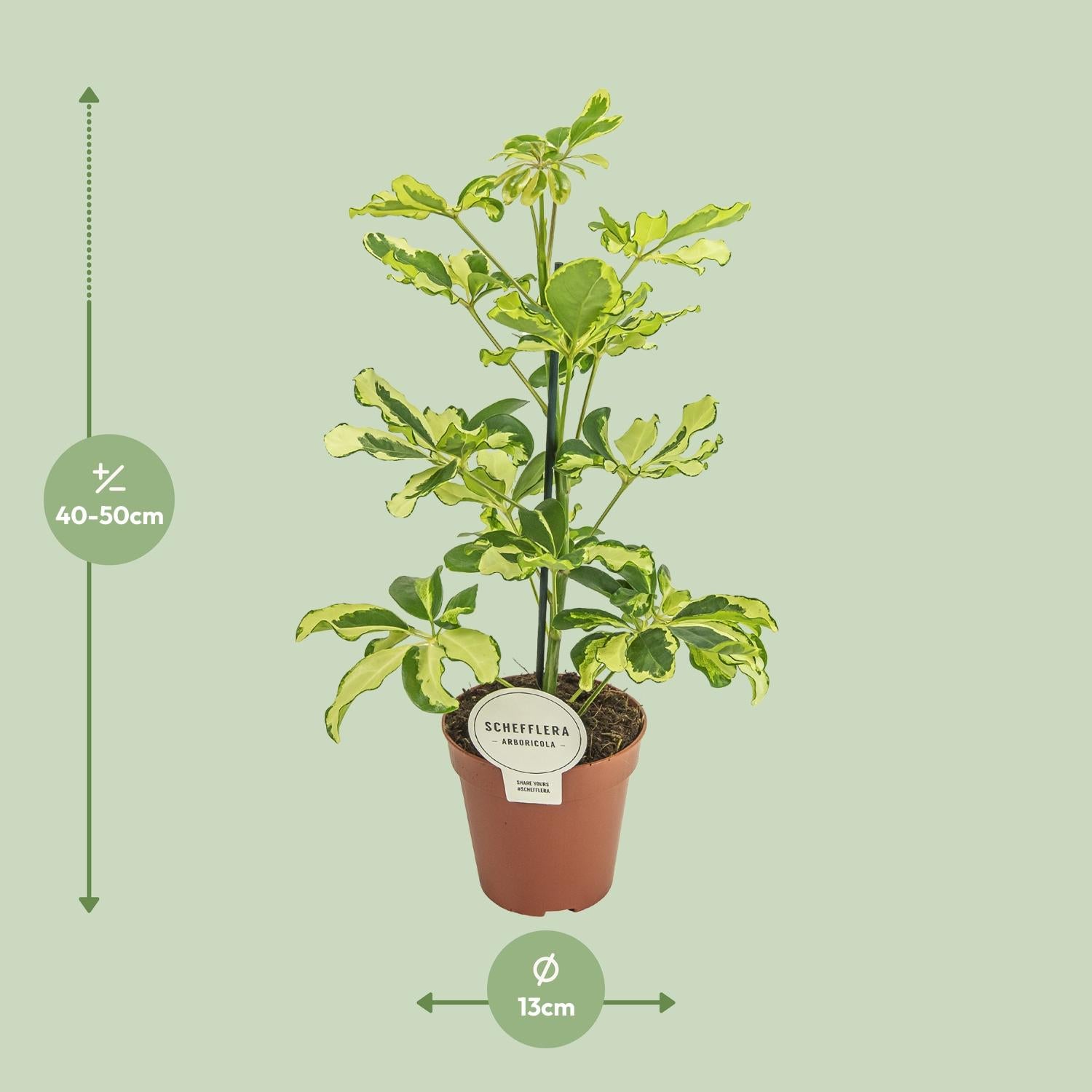 Schefflera Charlotte - Ø13cm - ↕45cm - Plantabulous