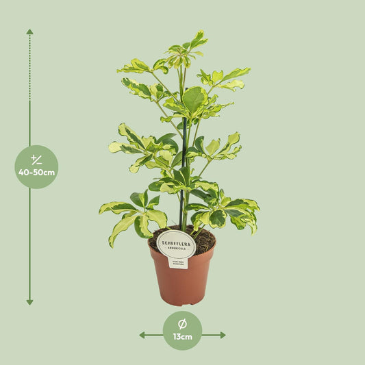 Schefflera Charlotte - Ø13cm - ↕45cm - Plantabulous