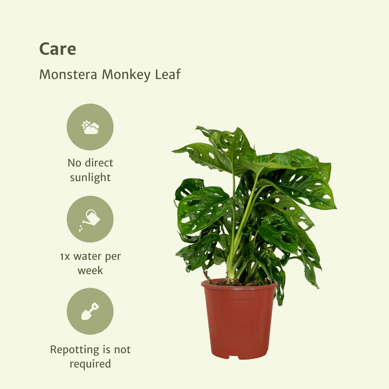 Pflanzen Set – 2 Pflanzen – Lochpflanze – Monstera 'Monkey Leaf' – ↑30 cm – Ø12 cm
