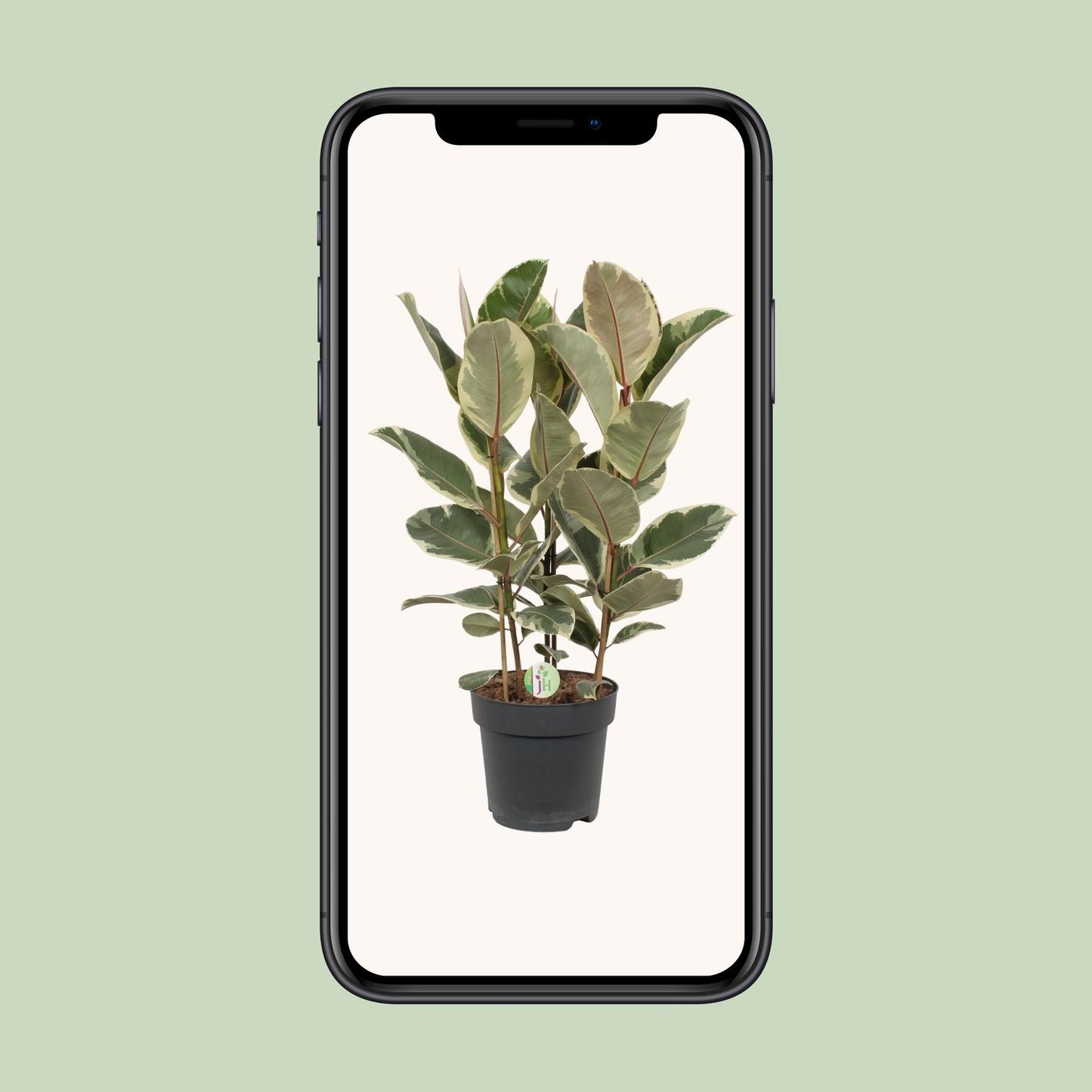Gummibaum – Ficus 'Tineke' – ↑85 cm – Ø27 cm