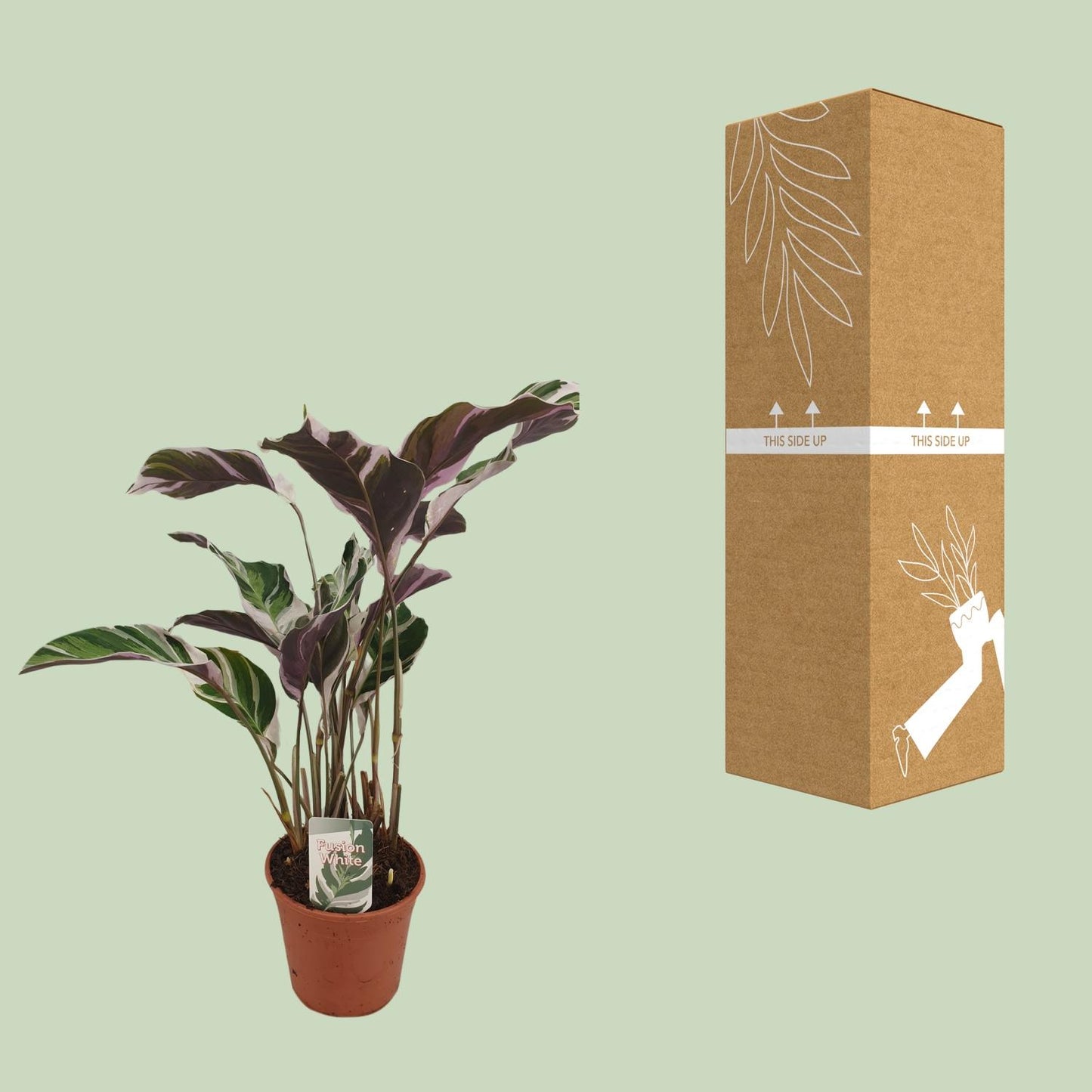 Calathea Fusion White Basic - Ø14cm - ↕40cm - Plantabulous