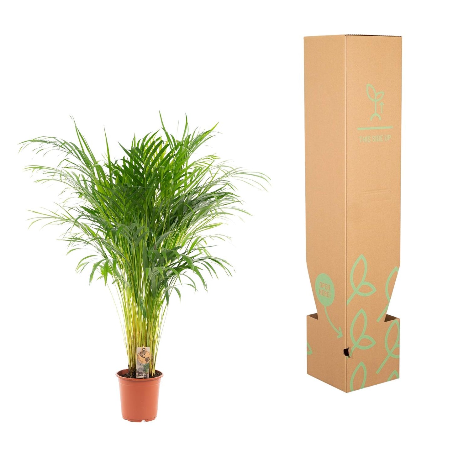 Areca Palme - Dypsis Lutescens - 110cm - Ø21cm - Plantabulous