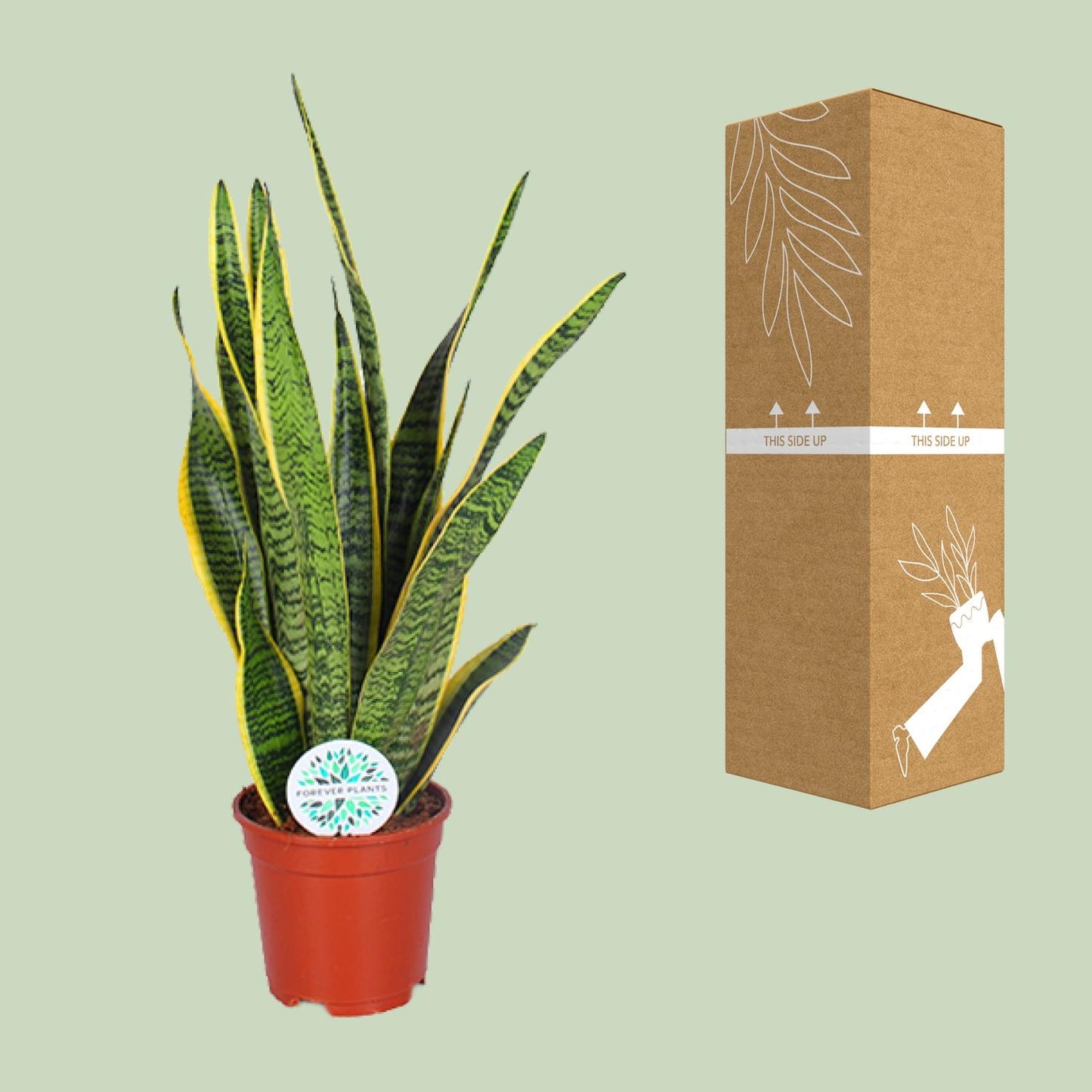 Sansevieria Trifasciata Laurentii - Ø17cm - ↕60cm - Plantabulous