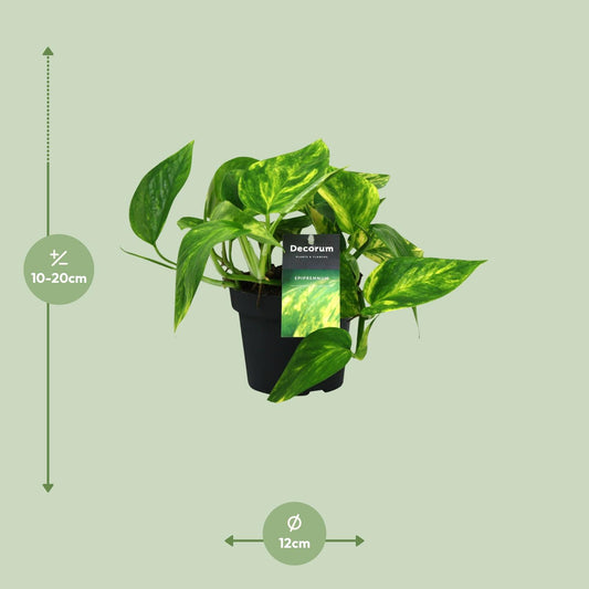 Efeutute – Scindapsus 'Pinnatum HiColor' (Epipremnum) – ↑20 cm – Ø12 cm