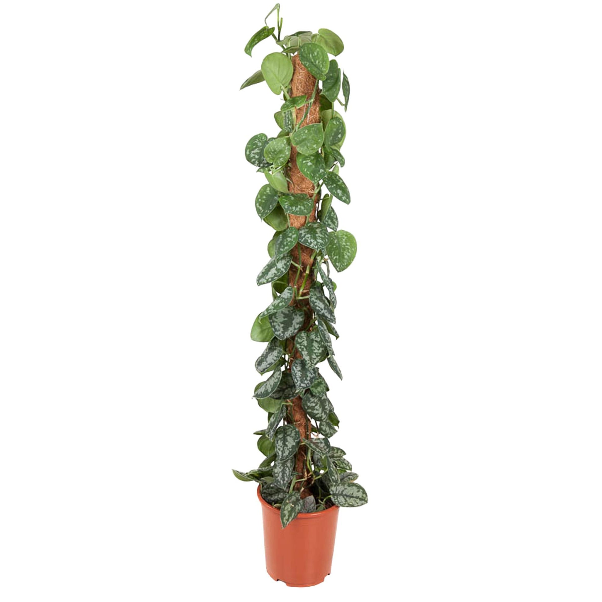 Efeutute am Moosstab – Epipremnum pictum 'Trebie' – 150 cm – Ø27 cm - Plantabulous