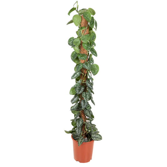 Efeutute am Moosstab – Epipremnum pictum 'Trebie' – 150 cm – Ø27 cm - Plantabulous