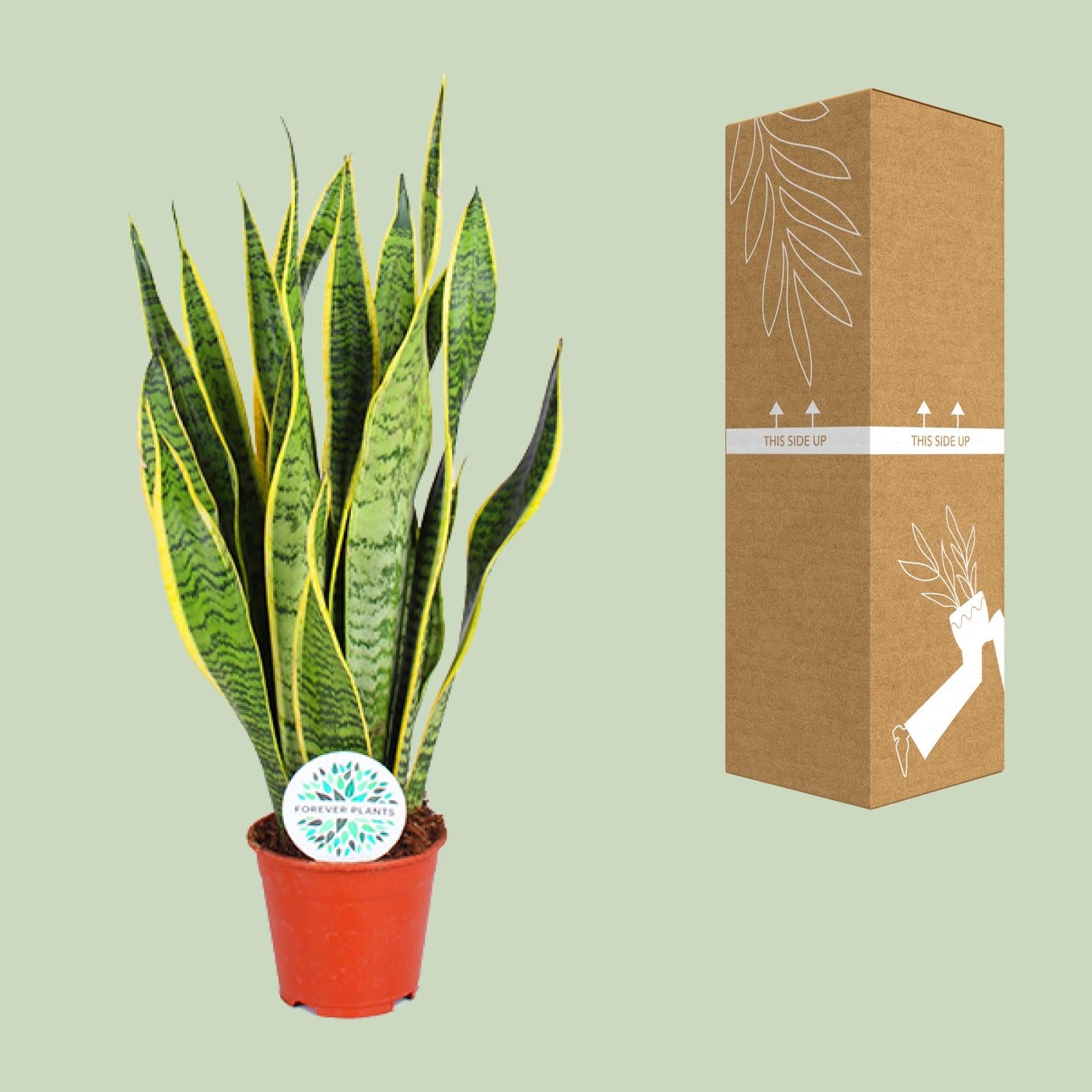Sansevieria Trifasciata Laurentii - Ø14cm - ↕50cm - Plantabulous