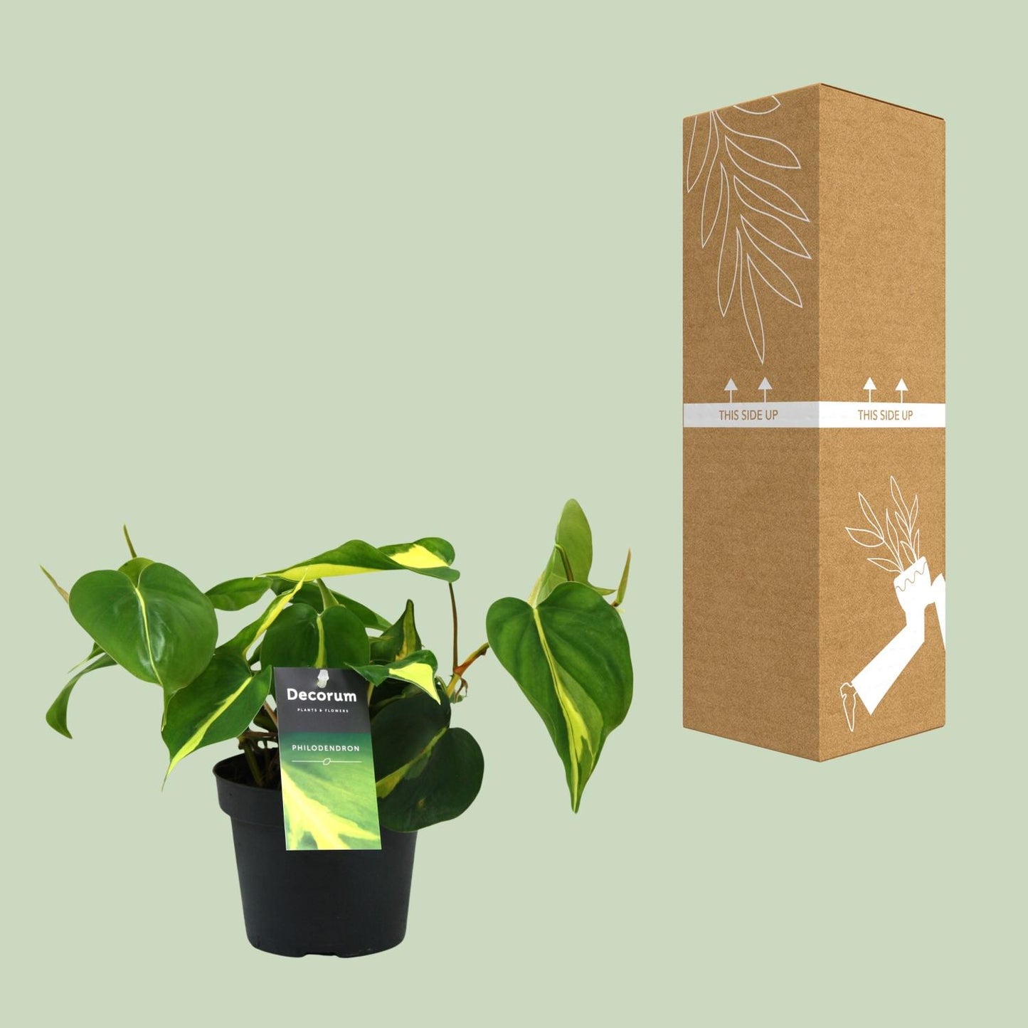 Philondendron Brasil Scandens - Ø12cm - ↕20cm - Plantabulous