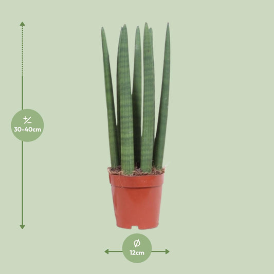 Bogenhanf – Sansevieria Straight – ↑40 cm – Ø12 cm