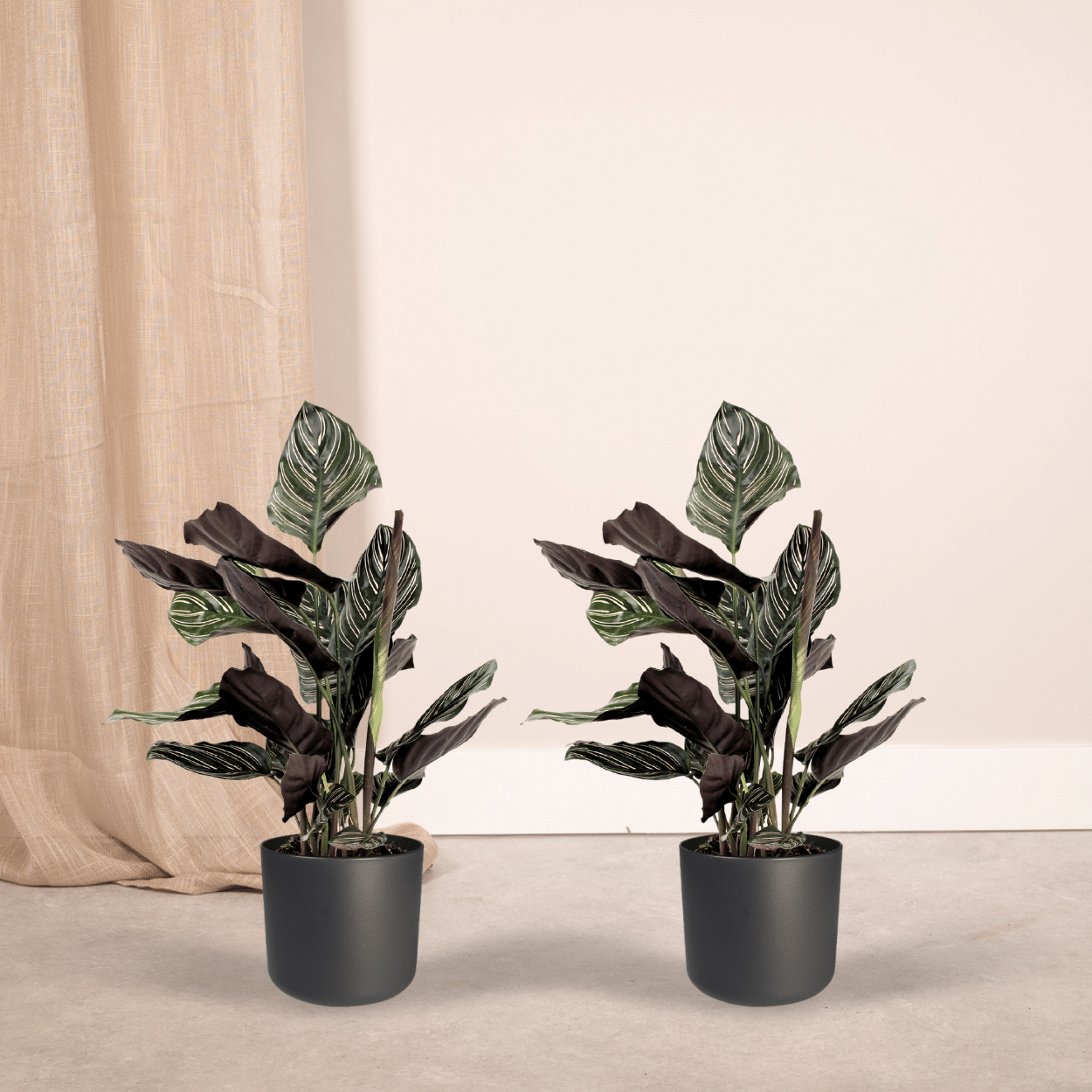 Pflanzen Set - 2 Pflanzen - Korbmarante - Calathea Ornata - ↑50cm - Ø14 cm