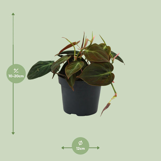 Philodendron Micans - Ø12cm - ↕15cm - Plantabulous