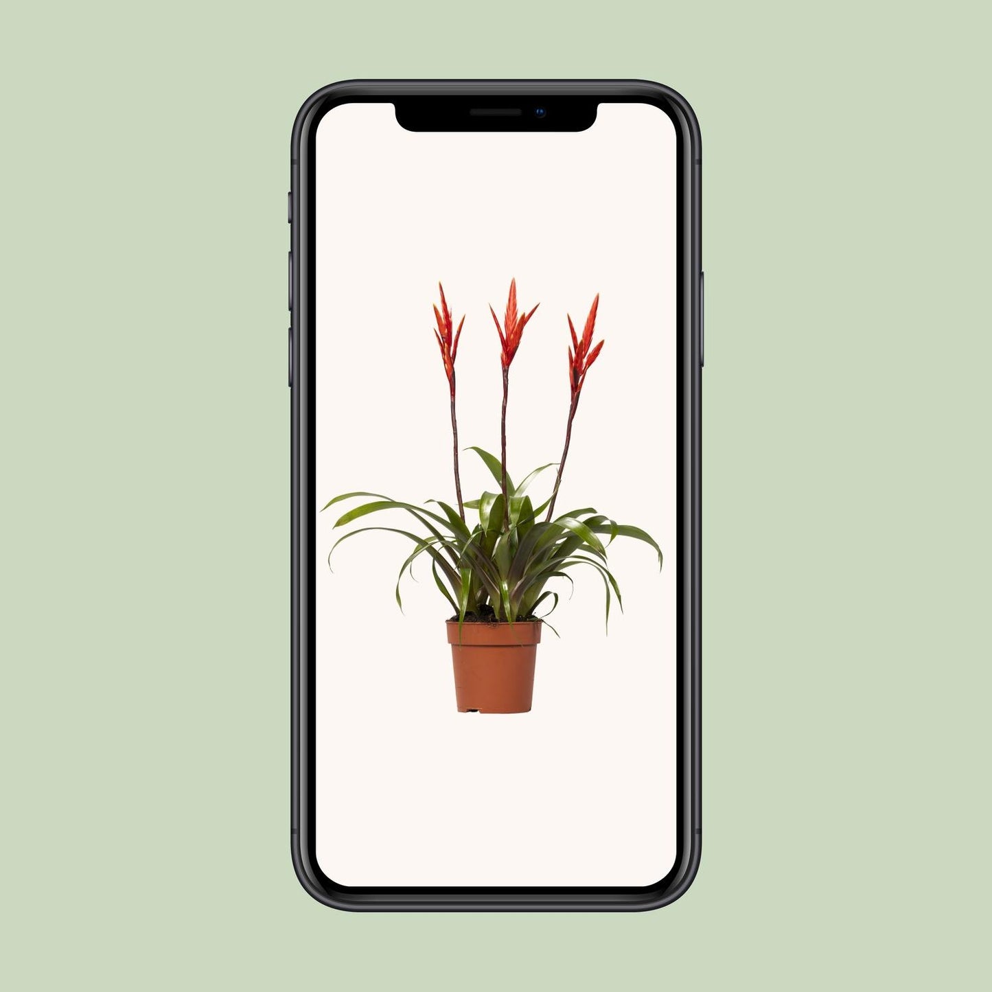 Vriesea Elan Toef - Ø12cm - ↕55cm - Plantabulous
