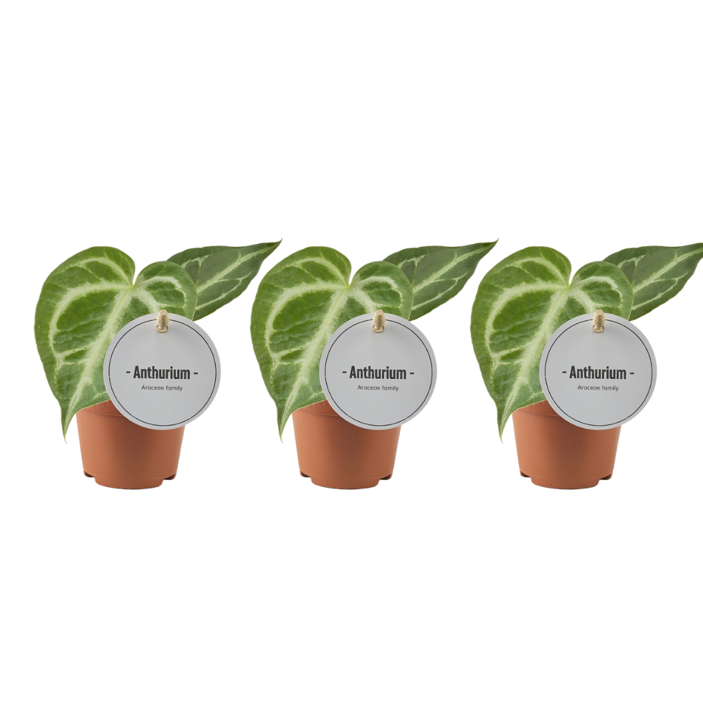 Anthurium Silver Blush - 3 Stücke - Ø6cm - ↕15cm - Plantabulous
