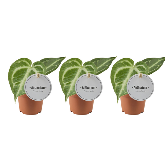 Anthurium Silver Blush - 3 Stücke - Ø6cm - ↕15cm - Plantabulous