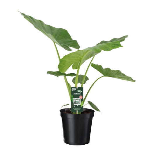 Pfeilblatt – Alocasia Macrorrhiza – 70 cm – Ø19 cm - Plantabulous