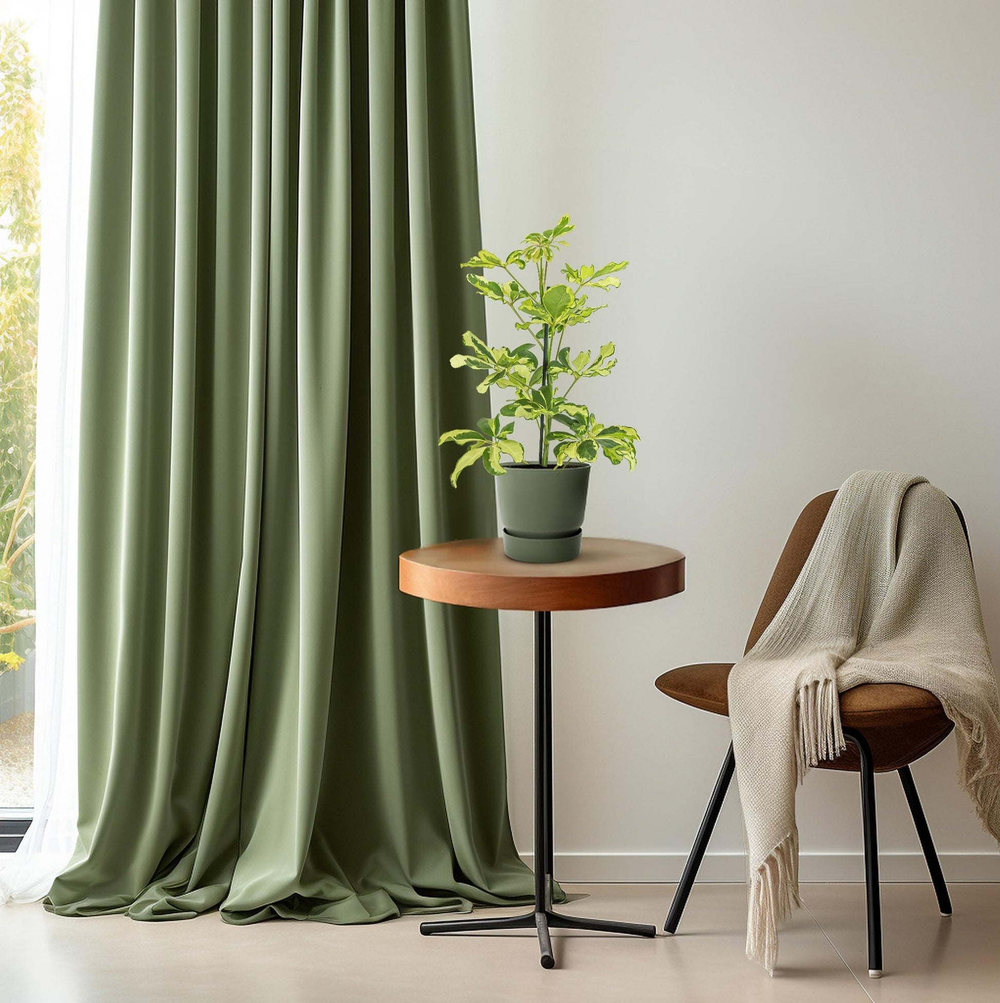 Schefflera Charlotte - Ø13cm - ↕45cm - Plantabulous