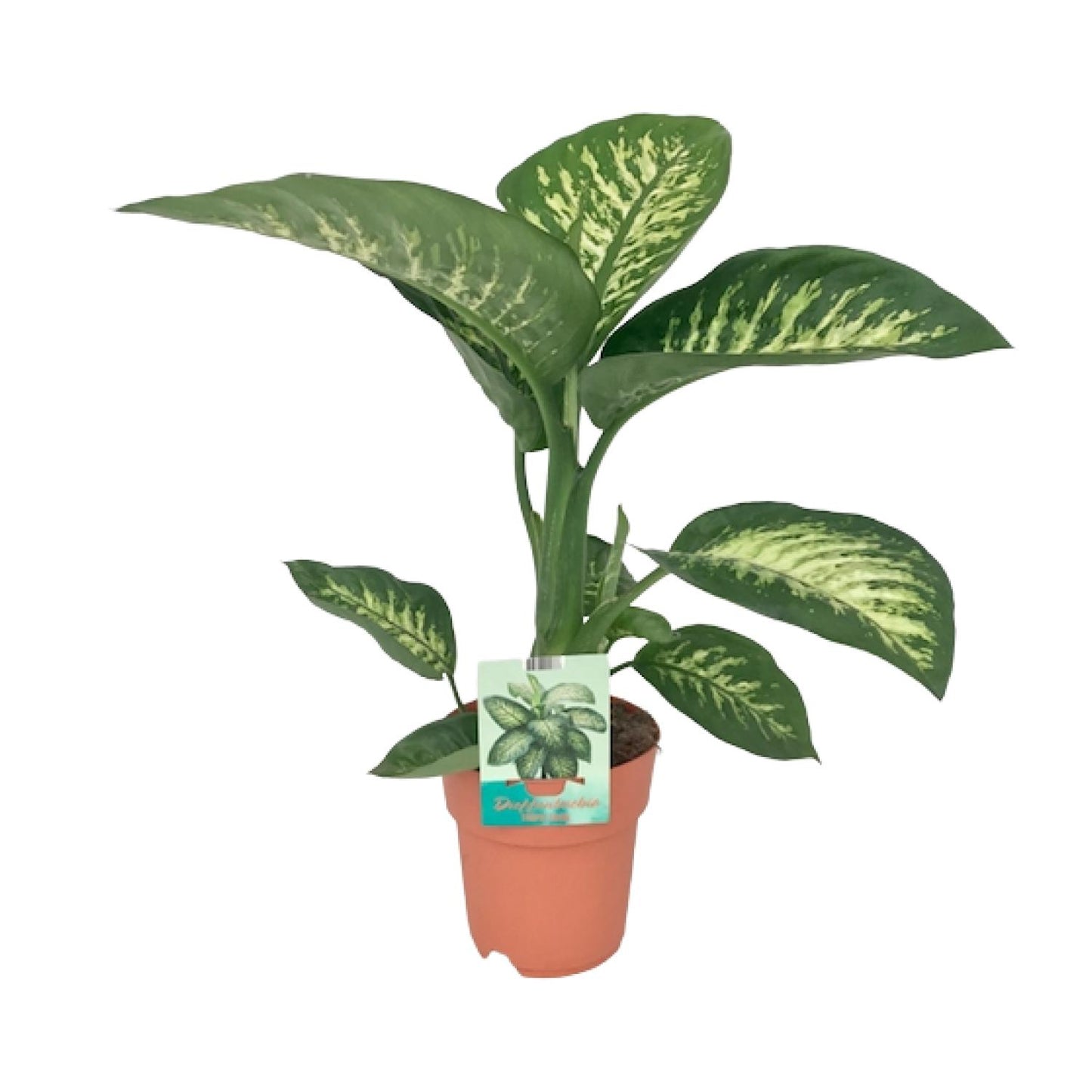 Dieffenbachie – Dieffenbachia Seguine 'Tropic Snow' – ↑70 cm – Ø19 cm