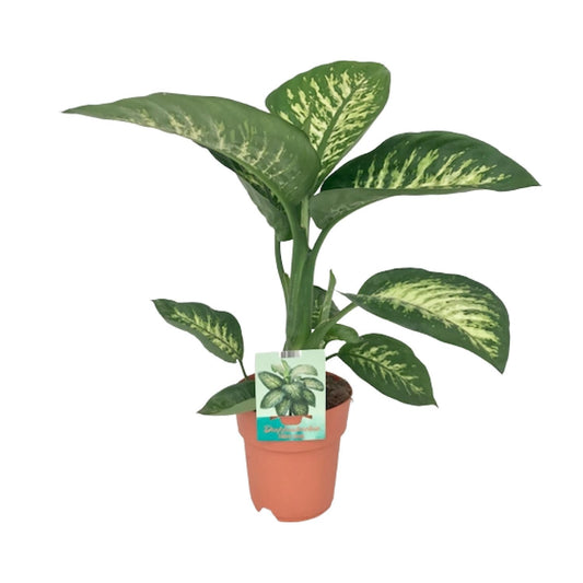 Dieffenbachie – Dieffenbachia Seguine 'Tropic Snow' – ↑70 cm – Ø19 cm