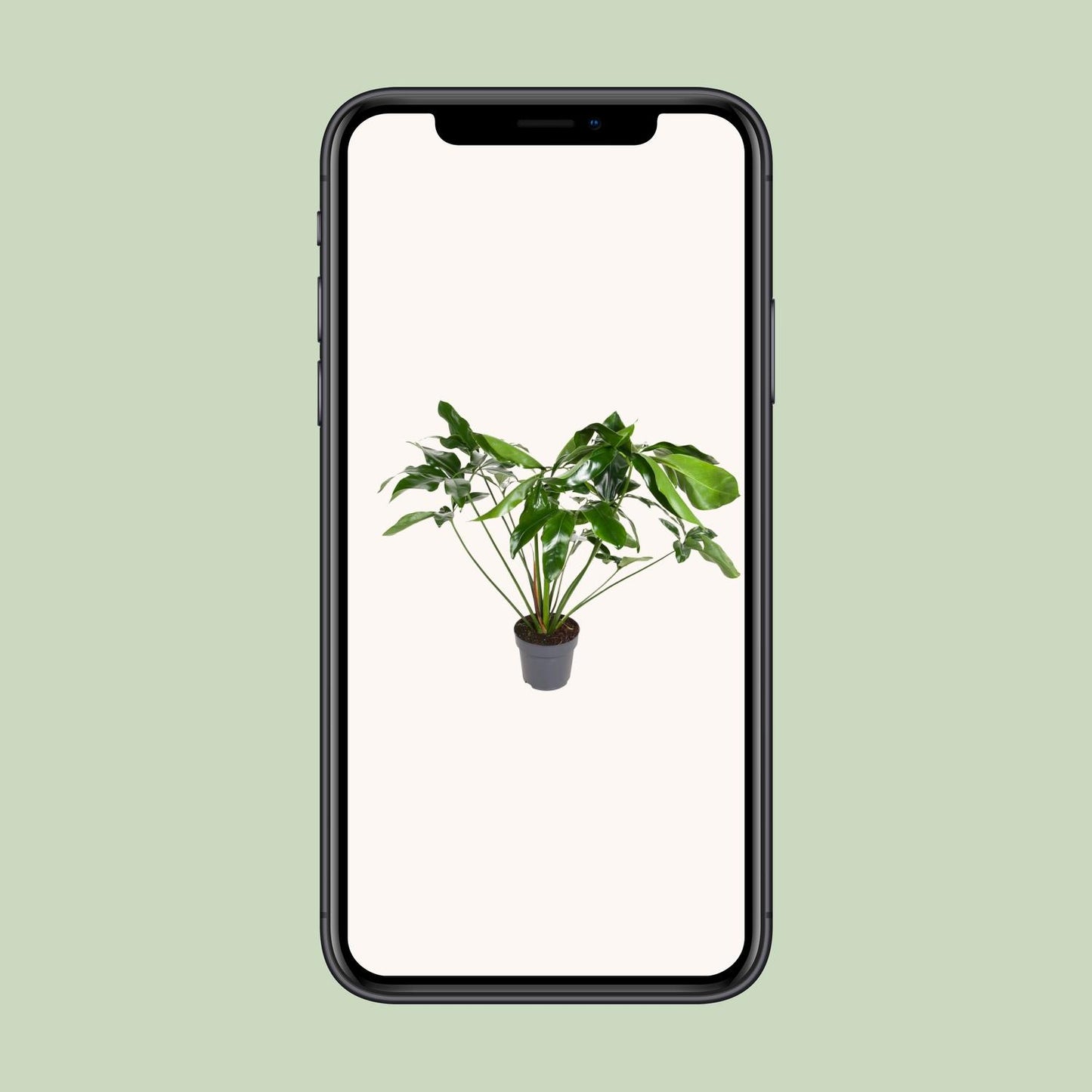 Philodendron – Philodendron 'Green Wonder' – ↑100 cm – Ø24 cm