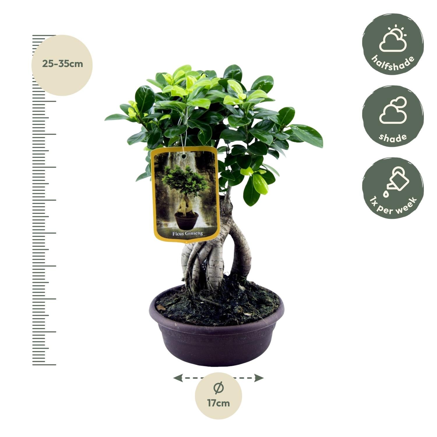 Lorbeerfeige – Ficus microcarpa 'Ginseng' – 30 cm – Ø17 cm - Plantabulous