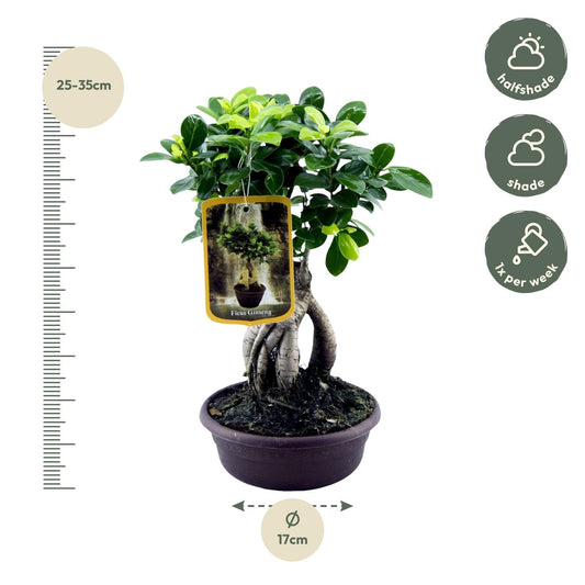 Lorbeerfeige – Ficus microcarpa 'Ginseng' – 30 cm – Ø17 cm - Plantabulous
